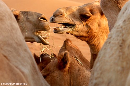 kamele.jpg